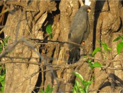 Snail Kite